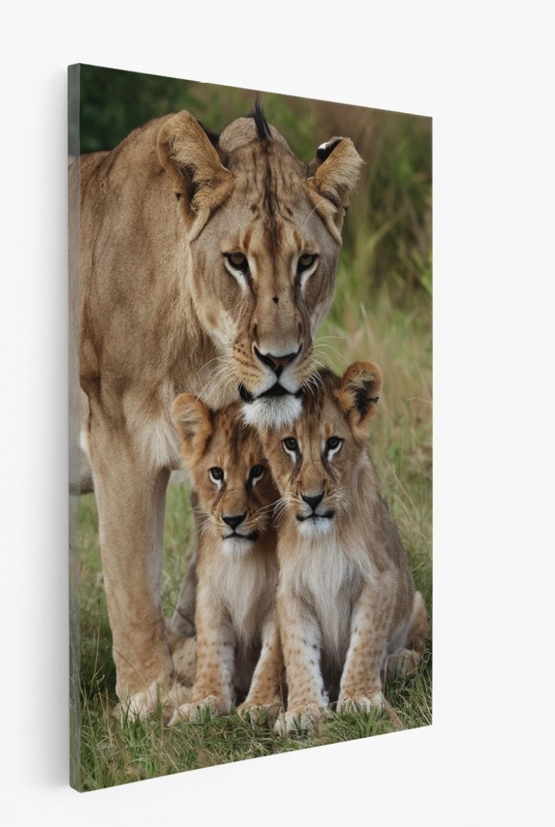 Saammp Canvas Schilderij - Leeuwin met 2 welpen - Natuur - Dieren - 60x90 - Foto op canvas - Wanddecoratie - Muurdecoratie Woonkamer - Slaapkamer decoratie - Canvas Print Multicolor