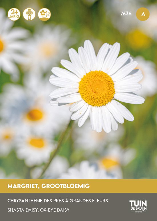 Margriet Alaska Zaden – Grootbloemige Witte Bloemen – Meerjarig – Snijbloem & Borderplant – ±300 Zaden – Tuin de Bruijn