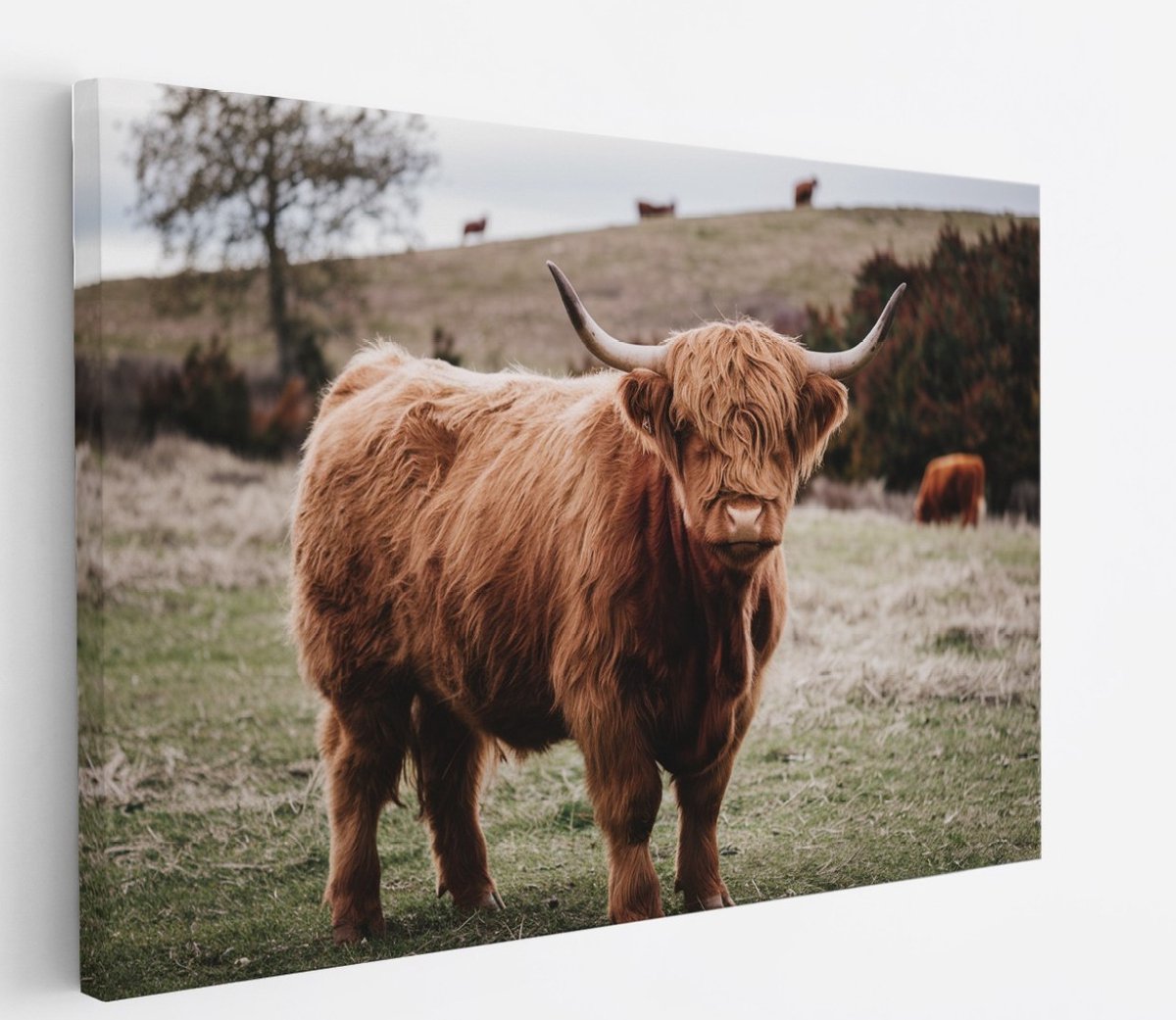 Saammp Canvas Schilderij - Groep Schotse Hooglander Koeien op de hooglanden - Dieren - Natuur - 90x60 - Foto op canvas - Wanddecoratie - muurdecoratie Woonkamer - Slaapkamer decoratie - Canvas Print Multicolor