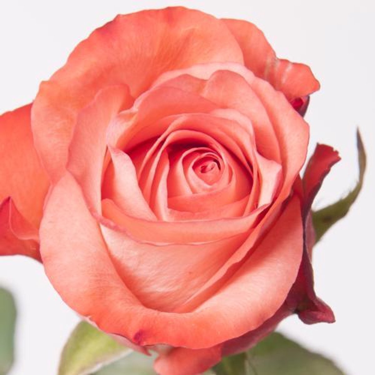 20x Rosa icon 40cm