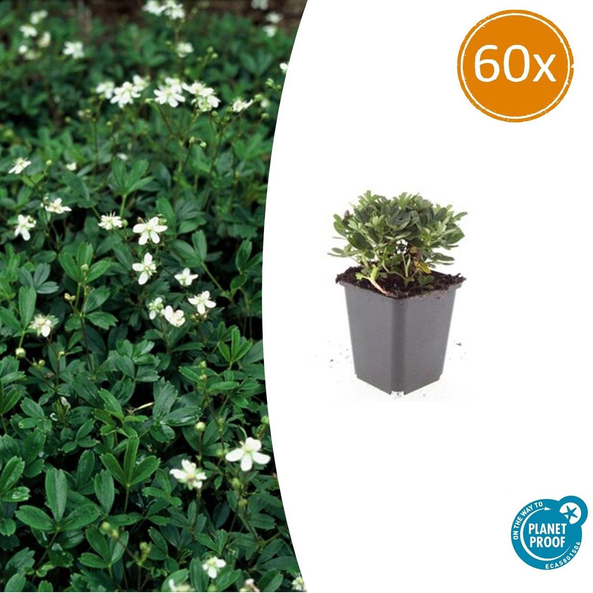 60 Potentilla buitenplanten - 10-25cm - Potentilla tridentata 'Nuuk'