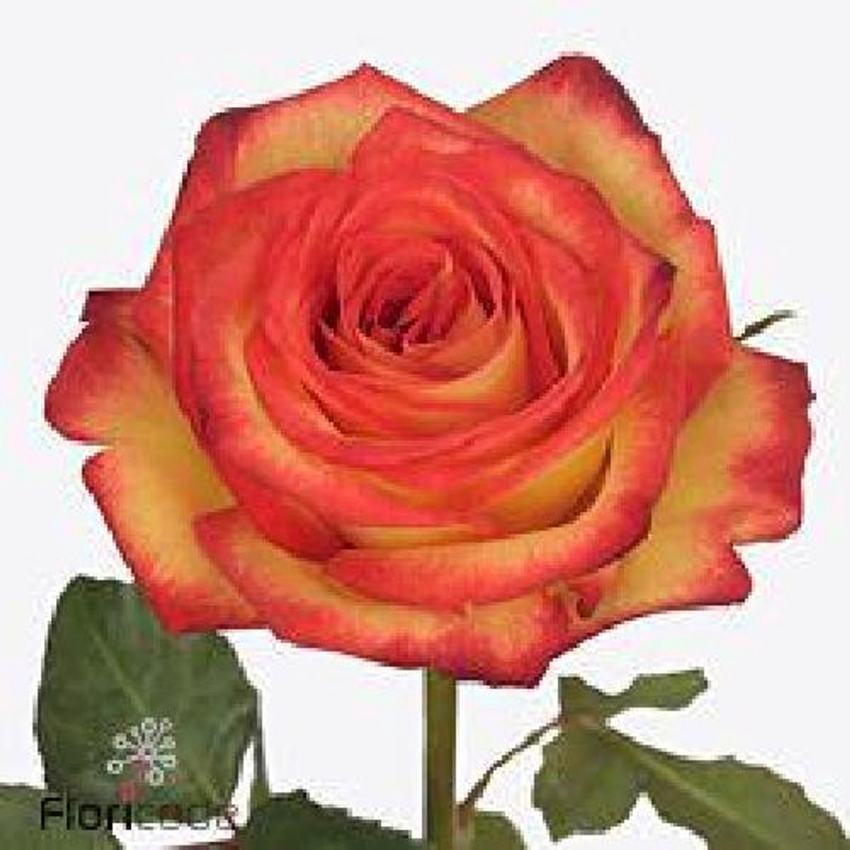 20x Rosa firefox 50cm