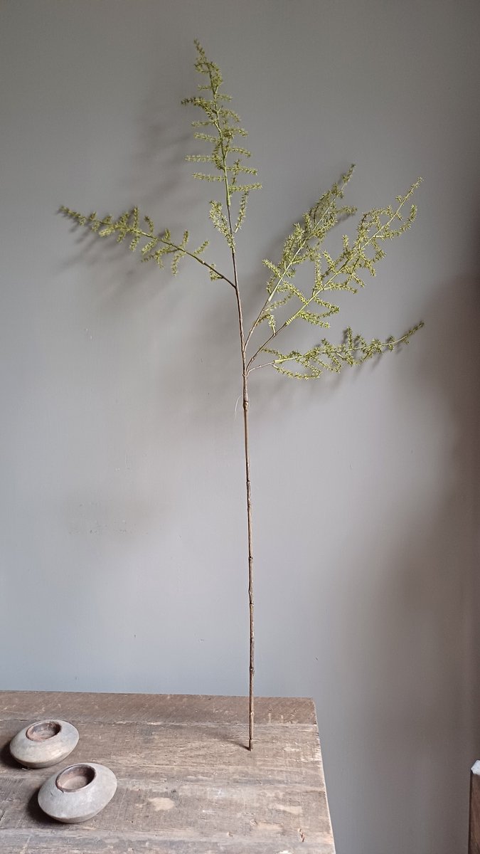 Wilde asparagas kunsttak