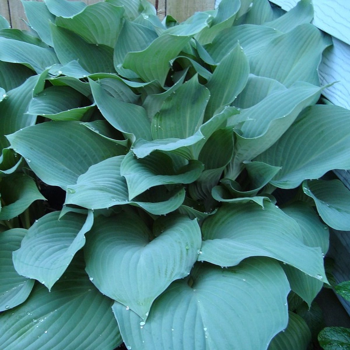 6x Hosta hybrida 'Blue Mouse Ears' Pot 9x9cm - Prachtige blauwe hosta voor in de tuin