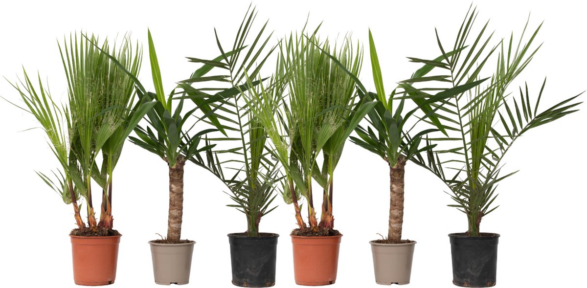 Plant in a Box - Mix van 6 Palmen - Kamerplanten - Phoenix - Yucca Washingtonia - Pot 14cm - Hoogte 50-70cm