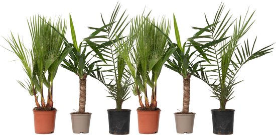 Plante en Boite - Mix de 6 Palmiers - Plantes d'intérieur - Phoenix - Yucca Washingtonia - Pot 14/15cm - Hauteur 50-70cm