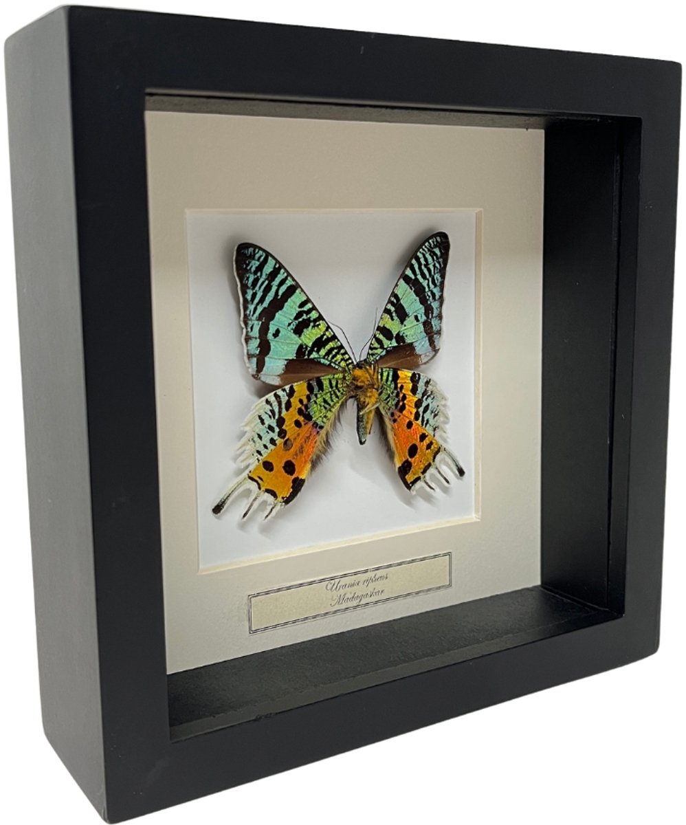Opgezette vlinder in zwarte lijst 16x16cm -Urania Ripheus