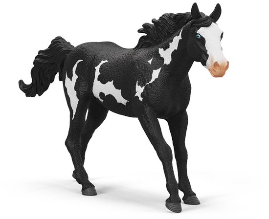 Zwart-wit gevlekte paint ruin met blauwe ogen, witte bles en roze neus.
