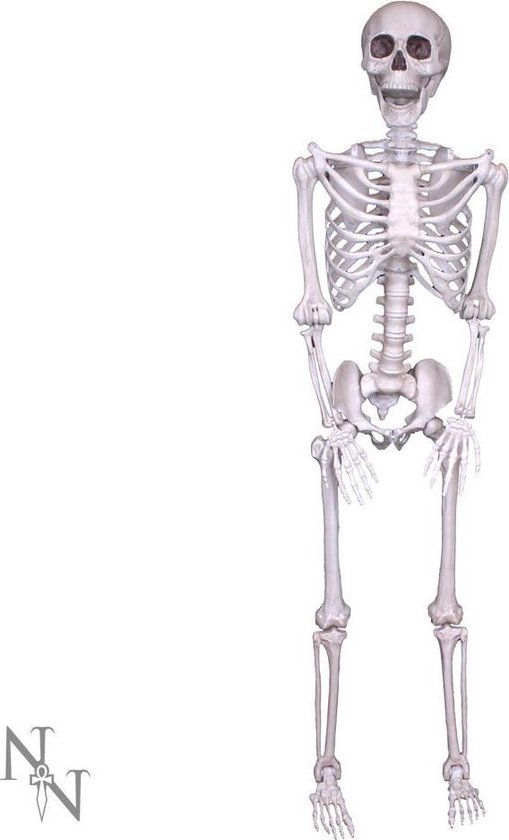 Lifesize skelet mens 152 cm wit - horror, halloween - Nemesis Now | bol.com