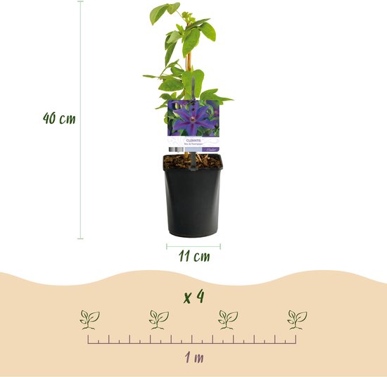 Tuinplantenshop.com | Plante grimpante - Clématite Mrs N Thompson - Bloem rose - Peu d'entretien - 2 plantes - Ø10cm - 30-40cm de haut - Plante de jardin