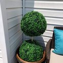 Een tweekoppige buxusboom in een bruine pot, geplaatst naast een bruine stoel met een blauw kussen.