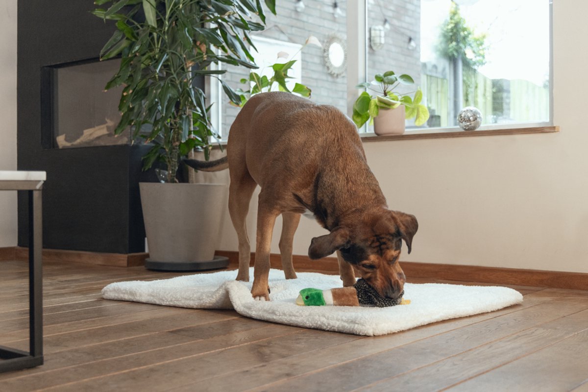 PANYI Anti Stress Eend voor Honden Kakende Eend