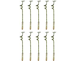 Bloomique - Set van 10 - Dracaena Sanderiana - Lucky Bamboo - Geluksbamboe - Kamerplanten - Luchtzuiverend - Gemakkelijk in onderhoud - 40-50cm Hoog