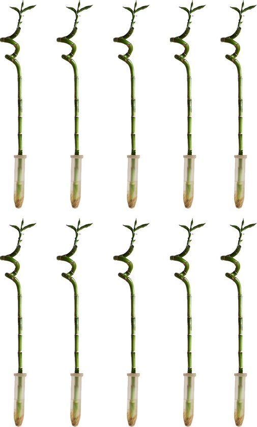 Bloomique - Set van 10 - Dracaena Sanderiana - Lucky Bamboo - Geluksbamboe - Kamerplanten - Luchtzuiverend - Gemakkelijk in onderhoud - 40-50cm Hoog