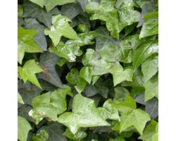 12 x Hedera Helix - Klimop pot 9x9cm - Groenblijvende Klimmer