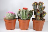 Succulux Cactus Mix met Strobloemen - 3 Cactussen Ø 8,5 cm Pot - Hoogte 17 cm