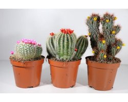 Succulux Cactus Mix met Strobloemen - 3 Cactussen Ø 8,5 cm Pot - Hoogte 17 cm