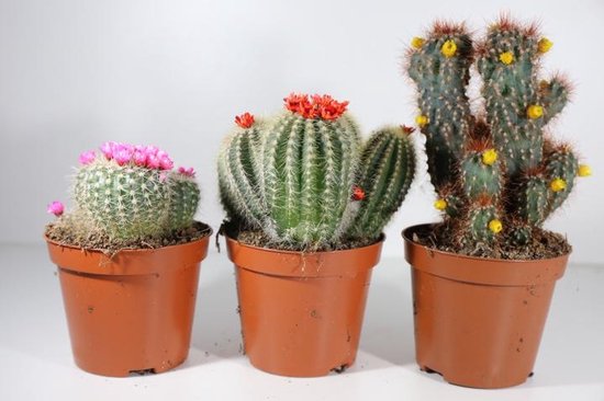 Succulux cactus met bloemetjes - P8.5 - 3stuks | bol