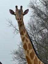 Goodyz - Jungle Dieren - Giraf- Mega Giraf- orginele kleur - Zeer Groot -430cm hoog