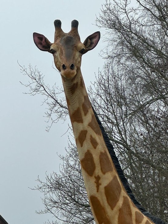 Goodyz - Jungle Dieren - Giraf- Mega Giraf- orginele kleur - Zeer Groot -430cm hoog