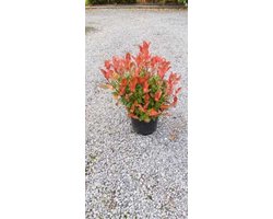 Photinia fras. 'Little Red Robin' - Glansmispel 25- 30 cm in pot