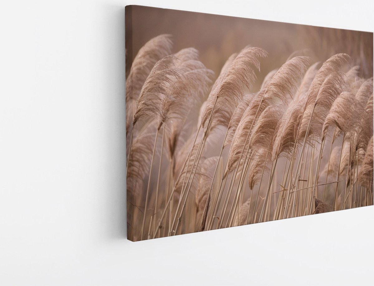 Saammp Canvas Schilderij - Pampas pluimen in de natuur - Bloemen - 60x40 - Foto op canvas - Wanddecoratie - Muurdecoratie Woonkamer - Kantoor Decoratie Multicolor
