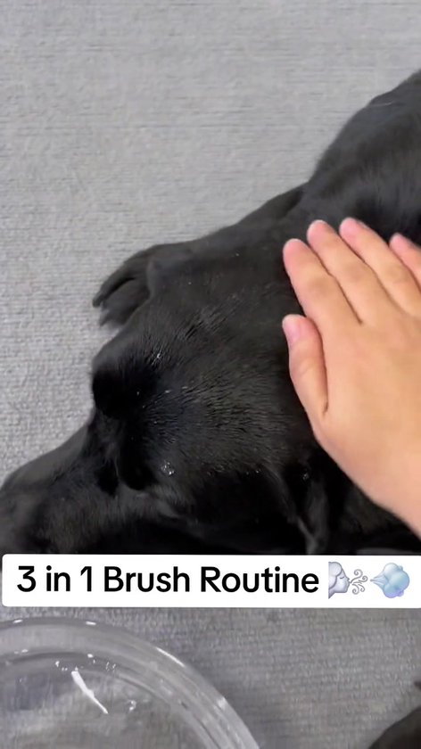 BlueTime® Stoomborstel Kat & Hond - Dierenborstel Stoom - Haarstomer Katten & Honden - Massageborstel Dieren Borstel - Hondenborstel en Kattenborstel - Konijnenborstel
