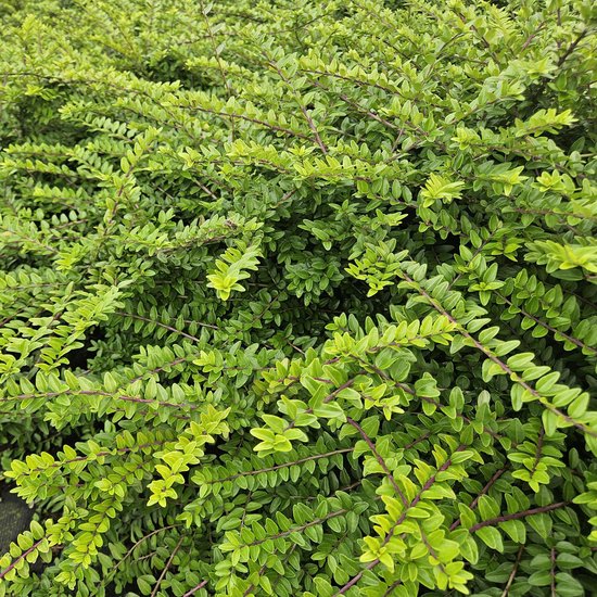 Tuinplantenshop.com | Lonicera nitida 'Maigrün' | 60 pièces - Ø9cm - 10-25cm de haut - Plante de jardin