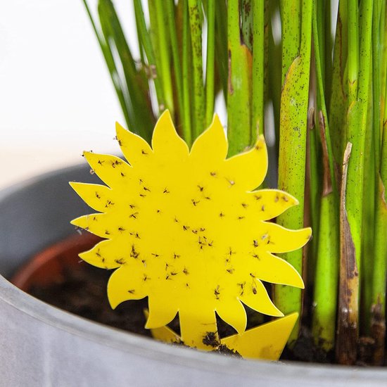 Acual Kleverige Vliegenvallen voor Kamerplanten 30 Stuks, Gele Vangkaarten - Lijmvallen voor Vliegende Insecten - Niet-Giftig & Waterdicht, voor Planten Binnen en Buiten, Rouwmuggen, Fruitvliegen