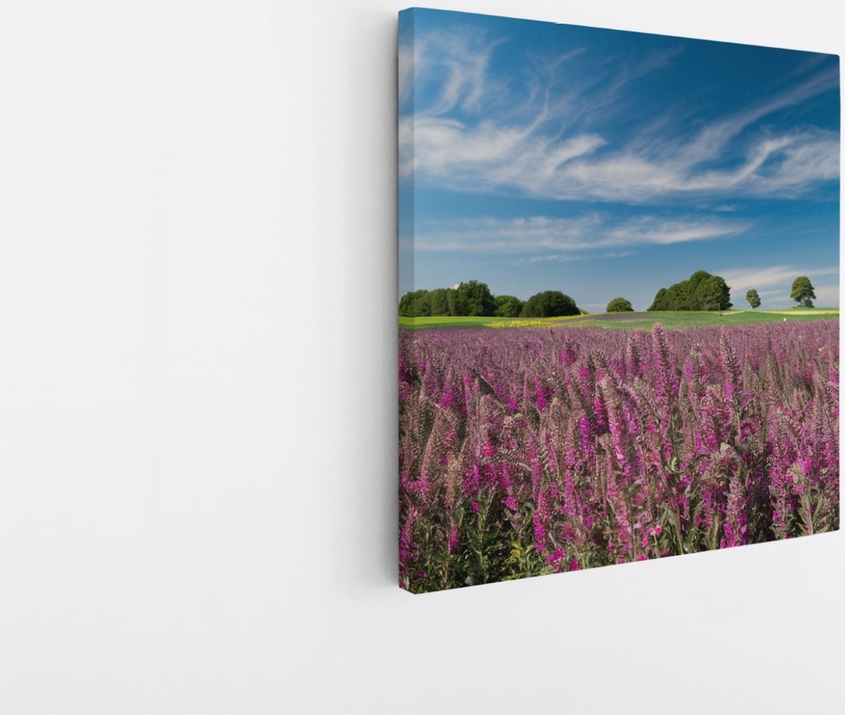 Saammp Canvas Schilderij - Lavendel met mooie blauwe lucht - Natuur - Landschap - 100x100 - Foto op canvas - Wanddecoratie - Muurdecoratie Woonkamer - Slaapkamer decoratie - Canvas Print Multicolor