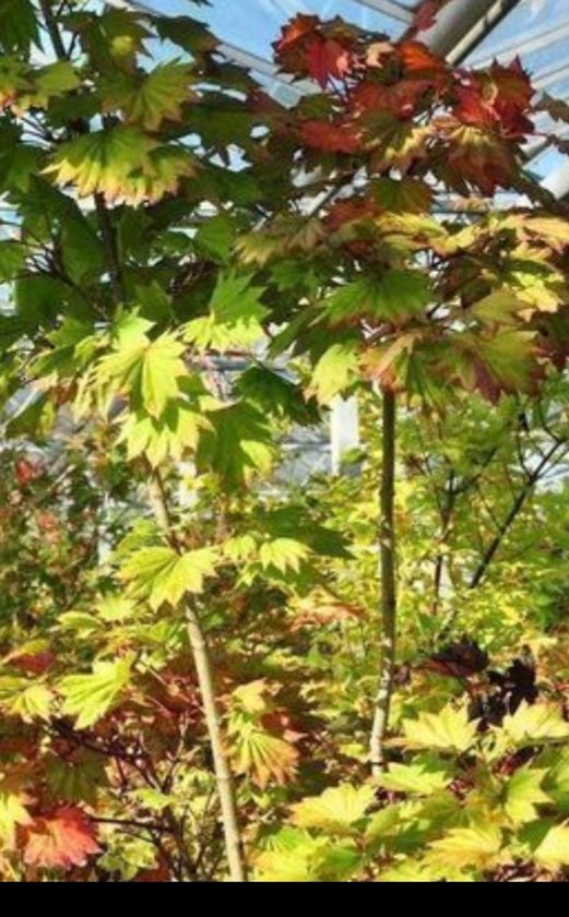 2 chemises Acer . 'Aureum' (japonais) 'aureum') - Esdoorn jaune 25- 30 cm en pot