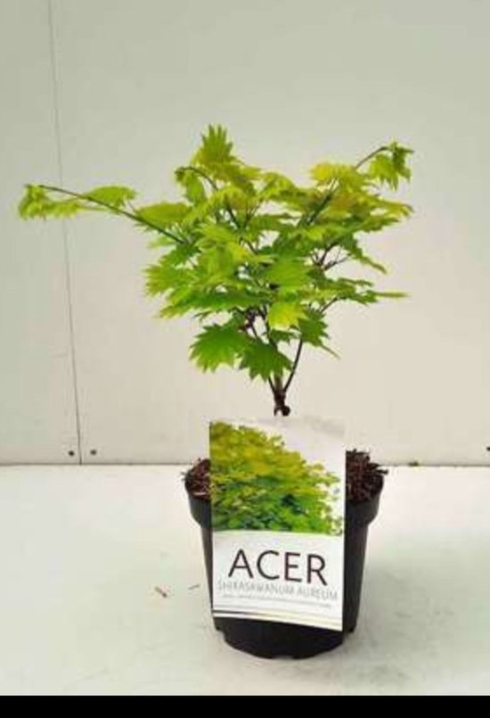 2 chemises Acer . 'Aureum' (japonais) 'aureum') - Esdoorn jaune 25- 30 cm en pot