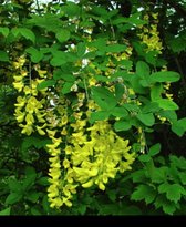 2 x Laburnum anagyroides - Golden Rain, Common Golden Rain 40- 60 cm en pot
