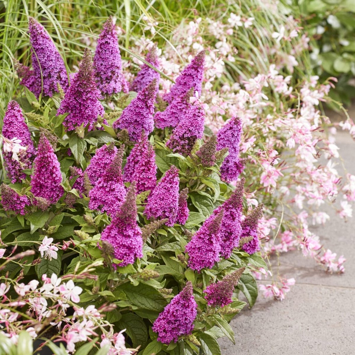 Buddleja d. Candy Little Cerise – Set van 2 - Dwergvlinderstruik - Pot 3 liter - Roze Rode Bloem