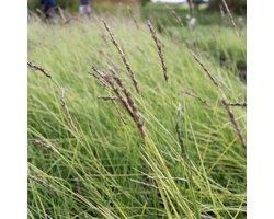 12 x Sesleria Autumnalis - Blauwgras Pot 9x9cm - wintergroen, droogtetolerant Siergras