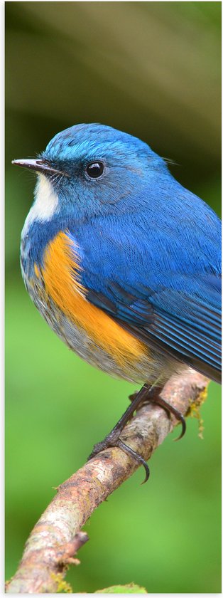 Poster (Mat) - Blauwe Vogel met Oranje Borstje op Dunne Tak - 20x60 cm Foto op Posterpapier met een Matte look