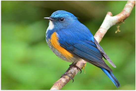 Poster (Mat) - Blauwe Vogel met Oranje Borstje op Dunne Tak - 75x50 cm Foto op Posterpapier met een Matte look