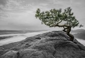 Fotobehang - Vlies Behang - Boom op de Rots - Berglandschap - 416 x 254 cm