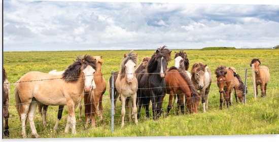 Dibond - Kudde IJslander Paarden in Groene Wei onder Schapenwolken - 100x50 cm Foto op Aluminium (Wanddecoratie van metaal)
