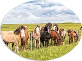 PVC Schuimplaat Ovaal - Kudde IJslander Paarden in Groene Wei onder Schapenwolken - 80x60 cm Foto op Ovaal (Met Ophangsysteem)