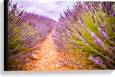 WallClassics - Canvas - Stenen Pad in Lavendel Veld - 60x40 cm Foto op Canvas Schilderij (Wanddecoratie op Canvas)