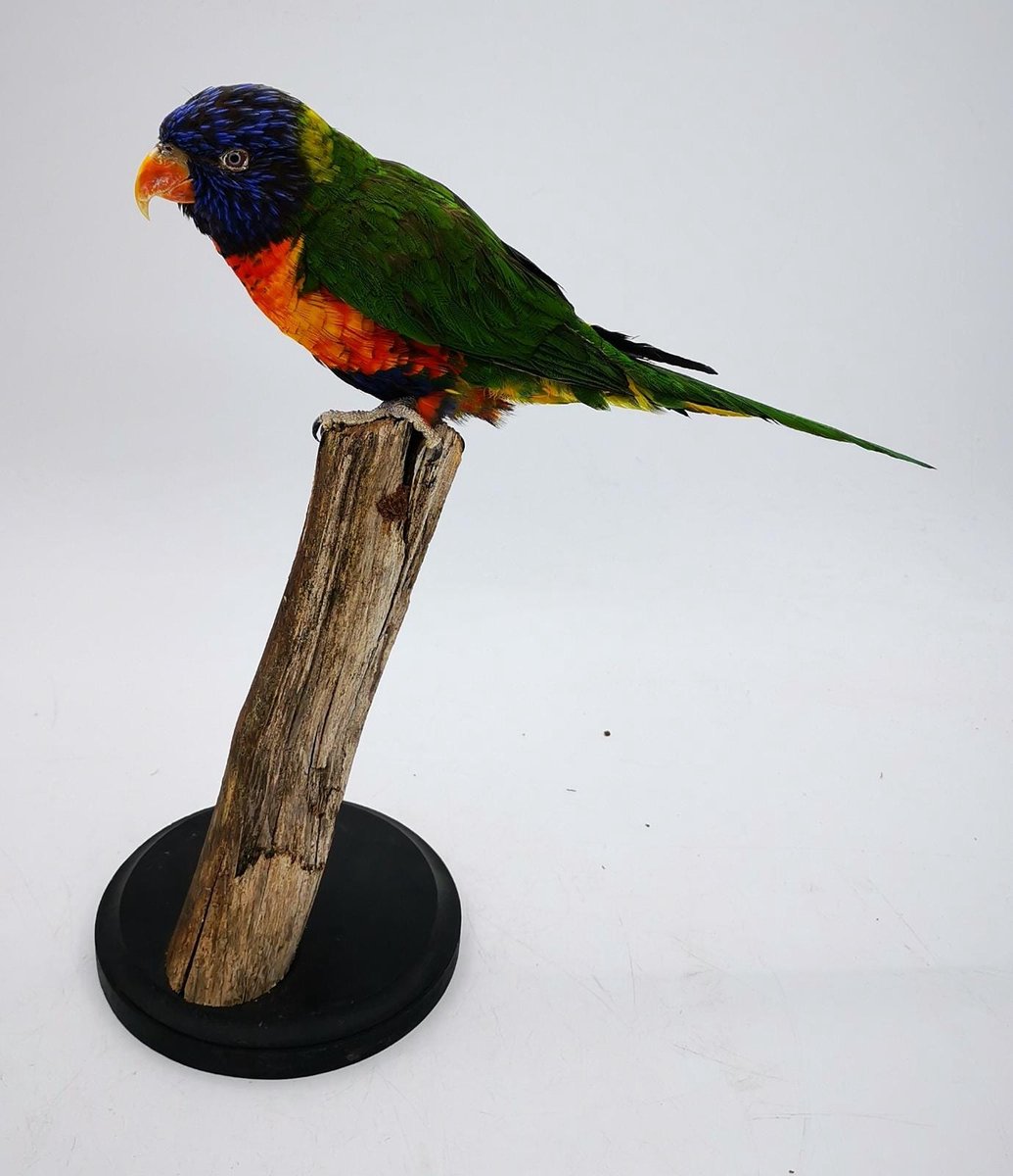 Preparatenshop opgezette vogel lori van de blauwe bergen