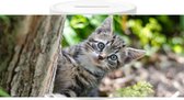 Spaarpot - Kitten in Tuin