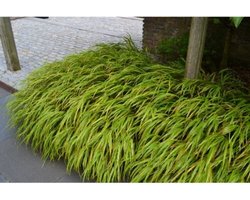 Hakonechloa macra Aureola - Set van 4 - Japans Berggras - Pot 2 Liter