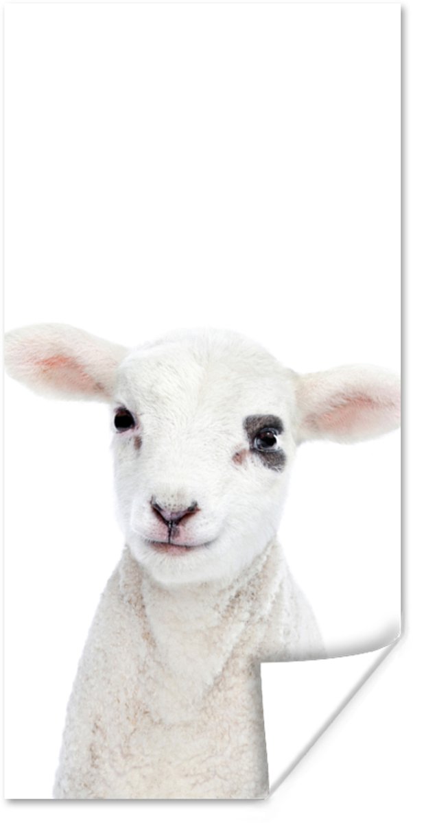 Poster Lam - Wit - Dieren - Natuur - 40x80 cm