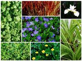 Pakket 8: Droge oeverplanten - Beplantingsrand droog van ± 500 cm x 50 a 70 cm - Grasachtig/decoratief - Bloeiend Middelhoog/hoog - Vijverplanten Webshop