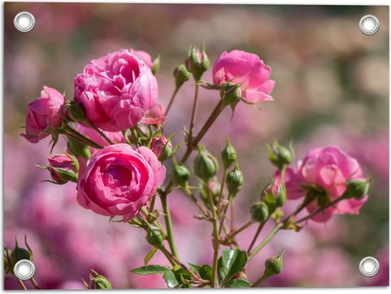 Tuinposter – Veld vol Roze Klaprozen Bloemen - 40x30 cm Foto op Tuinposter (wanddecoratie voor buiten en binnen)