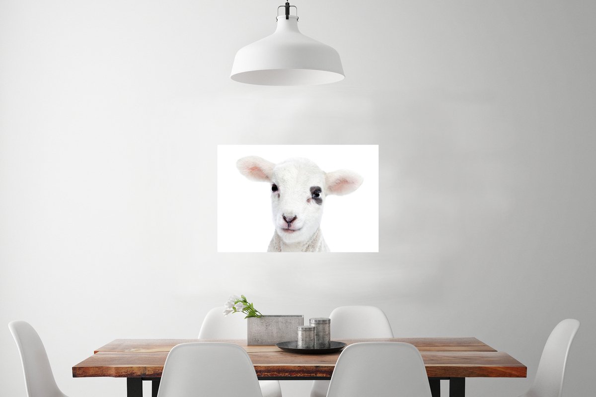 Poster Lam - Wit - Dieren - Natuur - 60x40 cm