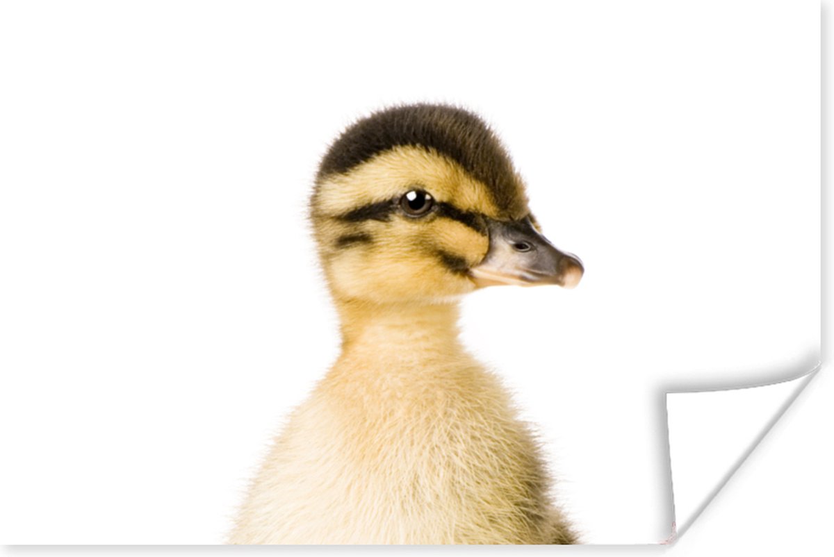 Poster Eend - Geel - Dieren - Natuur - 30x20 cm