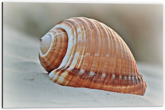 Dibond - Grote Zeeslak op het Strand - 60x40 cm Foto op Aluminium (Met Ophangsysteem)